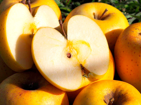 極上の甘さ【はるか】家庭用✨りんご農家が感動！希少品種♡