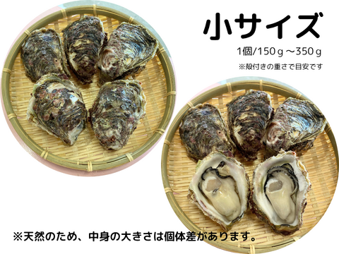 【夏ギフト】ヨコタ礁天然岩牡蠣_生食用（小８個）