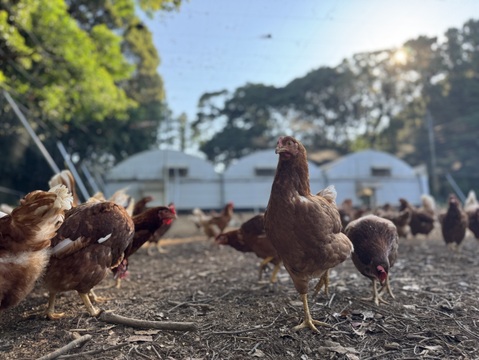 空と大地に見守られて、産まれる卵。-itadaki-甘くてコク深い、放牧鶏「暖鷄」の卵です。放牧卵itadaki/自然放牧【限定枠定期便】24個入