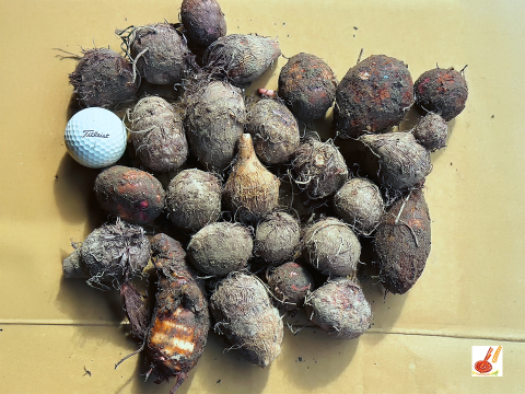 皮ごと茹でて✨美味しい ✨小ぶりな里芋1kg(セレベス:赤目芋)｜農家直送✅｜家庭用🎁❗️