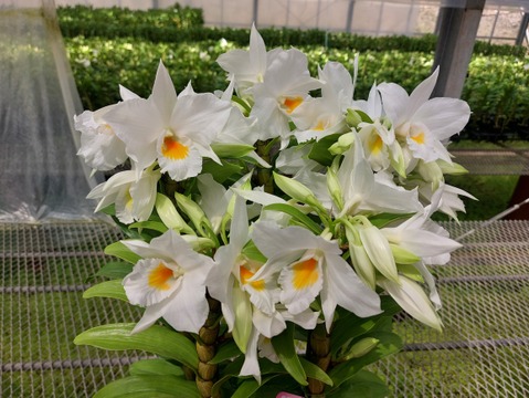 【母の日ギフト】ボリュームのある豪華な蘭をどうぞ 夏の蘭“フォーミディブル”5本立