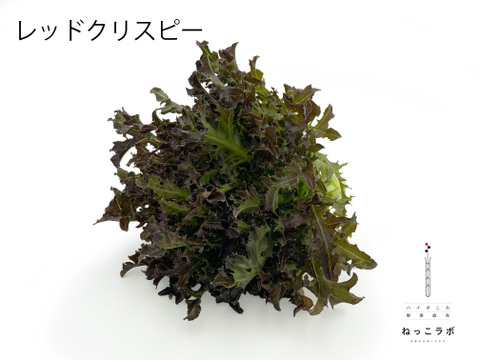 シェフ御用達！料理に使いやすいサラノバレタス4種ミックス（業務用簡易包装 10～12株）1㎏