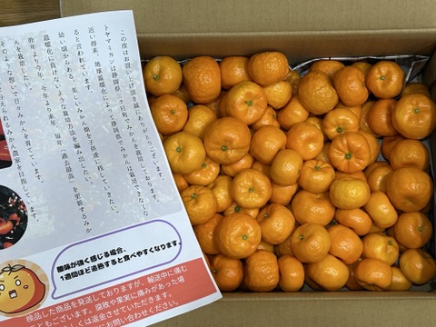 12月収穫！樹上完熟シークワーサー(ご家族用 3kg)