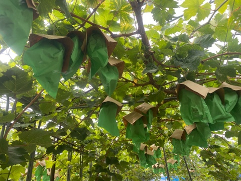 【数量限定】むぎゅっと濃い果汁！シャインマスカット２房(本州限定）