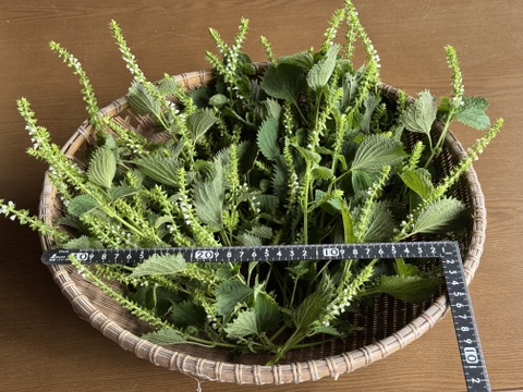 【季節限定】　青紫蘇付きの穂紫蘇100gと季節の野菜セット　農薬不使用　自然農法栽培