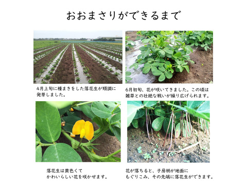 ふっくらほくほく大粒落花生 千葉県産冷凍ゆで落花生 おおまさり 800g(400g×2袋セット)