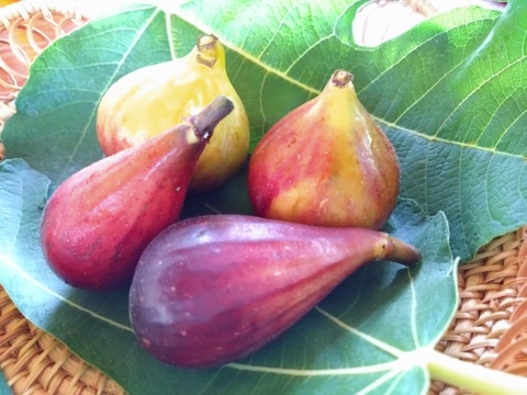 秋の希少いちじくお楽しみセット【農薬・除草剤・化学肥料不使用】