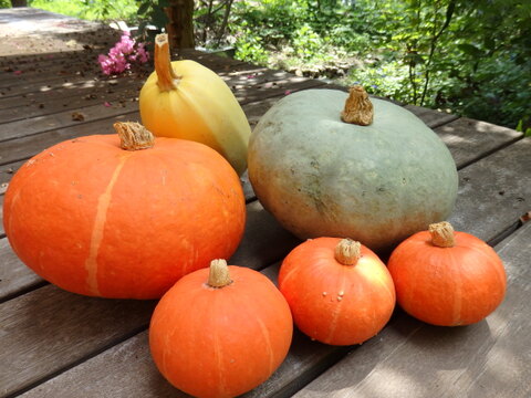 かぼちゃ　４種セット（赤・赤ミニ・白・そうめんかぼちゃ）