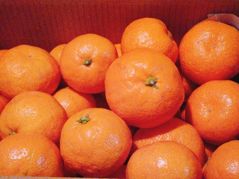 【感動のみかん】S～Mサイズ3kg とみ子ばぁばの宮川早生みかん糖度12度以上/有田産