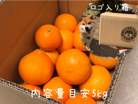 【とろけるゼリー食感】完熟ハウス 福まどんな《ご家庭用 2kg》｜サイズ混合｜愛媛・西宇和産