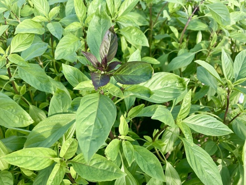 【ホーリーバジル、レモングラスと同梱可能】タイバジル（ホーラパー） 100g