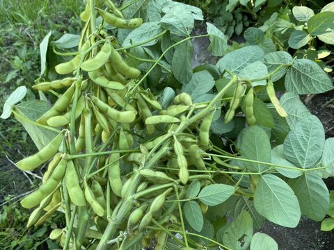 【毎朝収穫中！】枝豆 えだまめ フルーツ枝豆 2kg 秋田県産 横手市産 まるで果物！甘くておいしい 産地直送 農家直送 朝穫れ