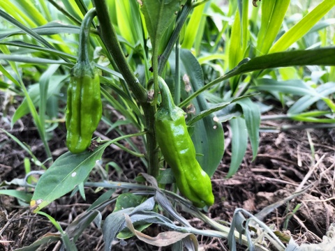 《自然栽培》夏秋　旬の手作り野菜セット【８種類くらい】