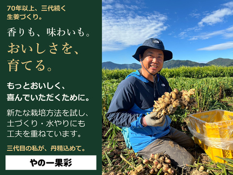 先行予約・11月5日発送開始】高知県産 土付き新生姜 3kg｜やの一果彩