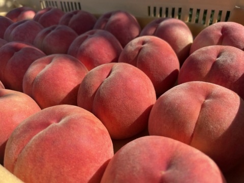 《予約商品》８月上旬～ 桃 あかつき 5キロ箱 13～18玉