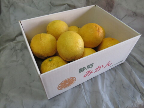 レモンの香りはそのまま、酸っぱくない不思議な柑橘　「レモネード」静岡県より産地直送　２㎏