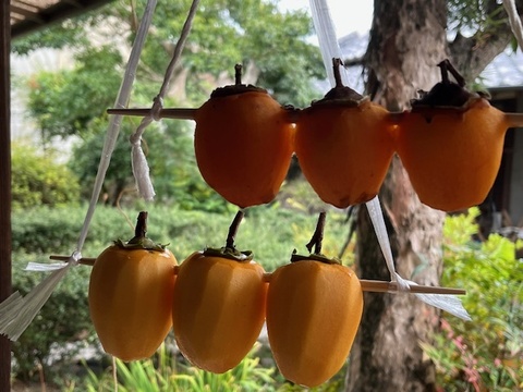 【枝なし渋柿・西条柿】農薬・肥料不使用、自然栽培の渋柿。干し柿にできますが枝はついていません。柿酢作りなど加工用に。完熟させてそのまま食べて濃厚スイーツ。大小不揃い。３.５キロ以上