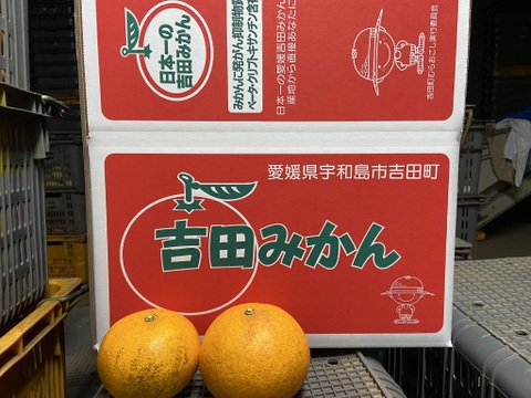 さわやかな甘酸っぱさとほろ苦さ。【選果落】サンフルーツ（１０ｋｇ）サンプル糖度１２度