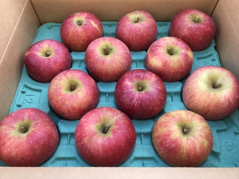 葉とらず　北斗　約5kg【2025年産】