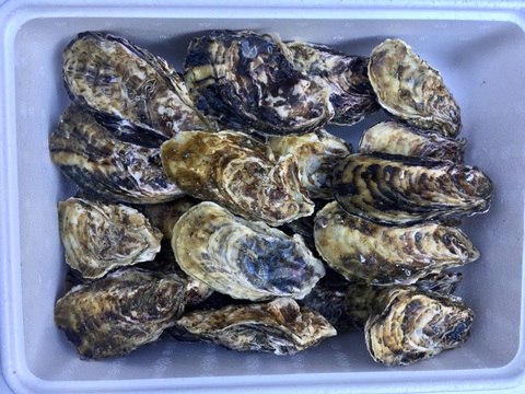 伊勢志摩的矢湾産 殻付きカキ 23個入り 生食用❗️