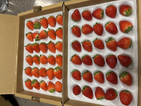 【軽井沢高原・夏秋いちご・化学農薬を限界まで抑えたこだわりの当園独自農法】★数量限定・お買い得商品★ご自宅・プロ用★夏・秋が旬の夏秋いちご複数品種食べ比べ（無選別４００ｇ：計２シート）