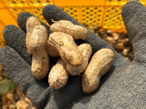 【セール中】落花生の王様！『千葉半立落花生』らっかせい(乾燥500g)生1.3kg相当品