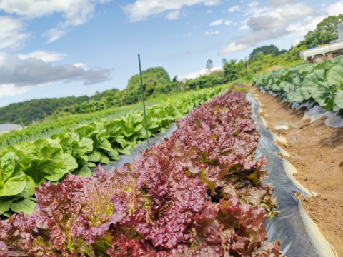 【農薬・化学肥料不使用☆】朝採れ新鮮野菜を信州の高原よりお届け！！旬の野菜セット７種（ラージ）