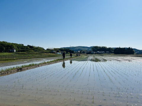【期間限定】新米ひとめぼれ 3kg×2