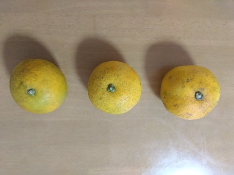 最終　和歌山県橋本市　ご家庭用八朔　サイズM以上(直径約8cm以上)　10キロ箱込み