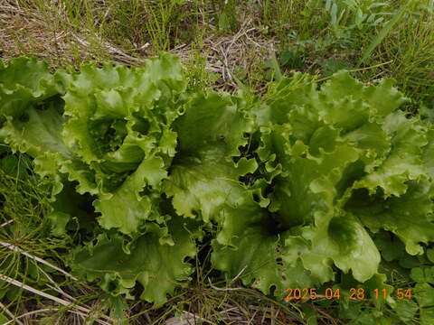 予約販売

自然農栽培のエンドウ豆セット　（スナップエンドウ、大サヤエンドウ、碓井エンドウ、そら豆）など。