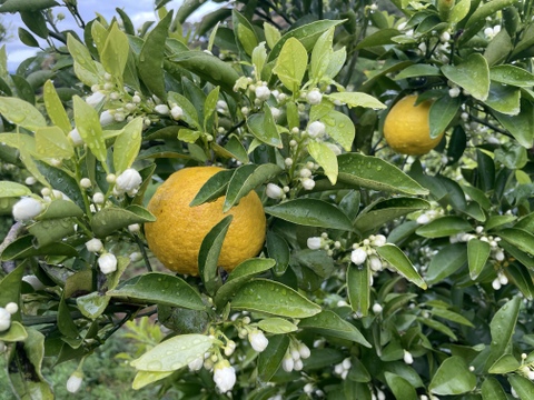 【自然栽培】日向夏８kg箱詰 -農薬不使用・無肥料・無除草剤-