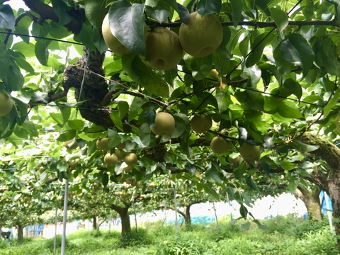 夏の定番🍏　千葉県産【幸水】5㎏　お手頃サイズ『14～20玉入』市川のなし・秀品