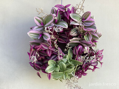 おしゃれなハンギングタイプ！観葉植物 トラディスカンチア ナヌーク 10.5cm吊り鉢 (203785)