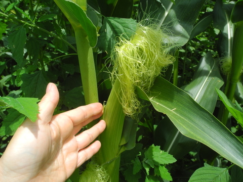 信州佐久産　笑顔はじける！ポップコーン豆つぶつぶ 80g×5袋《自分だけのオリジナルポップコーンを楽しもう！》
