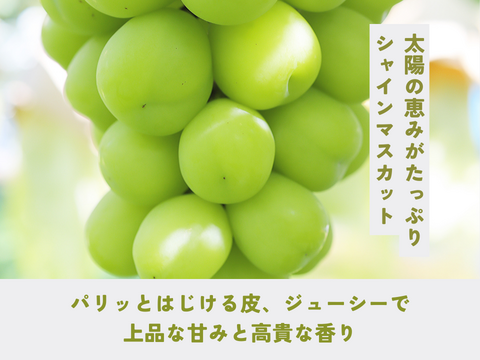 《家庭用詰め合わせ》シャインマスカット・ナガノパープル・種なし巨峰（３〜４房）長野県須坂市産・クール便