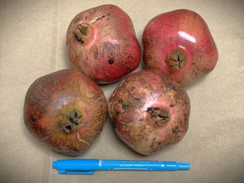 【自然栽培】稀少な国産生ざくろ 3kg以上★農薬・肥料不使用｜ザクロ｜柘榴