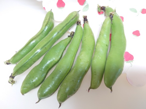 🉐《南房総から》2㎏サイズ色々🫛ソラマメもぎたて送ります⭐⭐