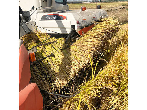 令和3年度　新米　岡山にこまる米（5kg） 15名様限定。