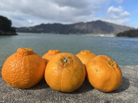 【予約 訳アリ】🍊濃厚な甘みと果汁じゅわっ！プリプリ果肉♪の しらぬい５kg 【デコポン同品種／瀬戸内の離島より果汁たっぷり品種おとどけ✨】