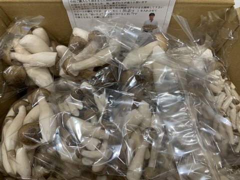 朝採り!!　"カットぶなしめじ"詰め合わせ たっぷり8袋セット