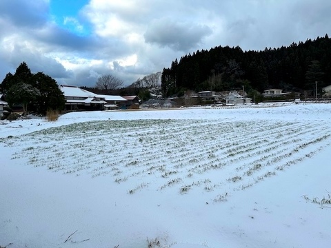 小麦全粒粉（秋田県産ゆきちから） 有機肥料のみ・栽培期間中農薬不使用　2025年産　約900g