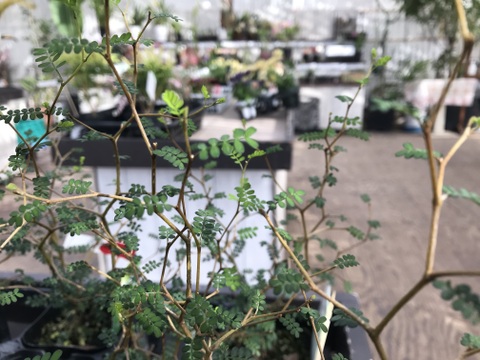 〜優しい空間を〜　苔玉ソフォラ