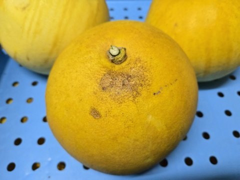 ★完全自然栽培品　コンボ商品　晩白柚（ザボン） 2玉　文旦 25玉～