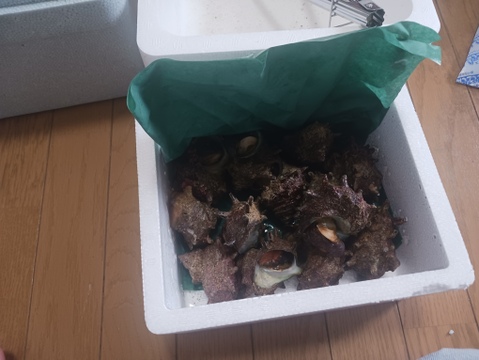 活き活き!!
小泊産天然サザエ1kg