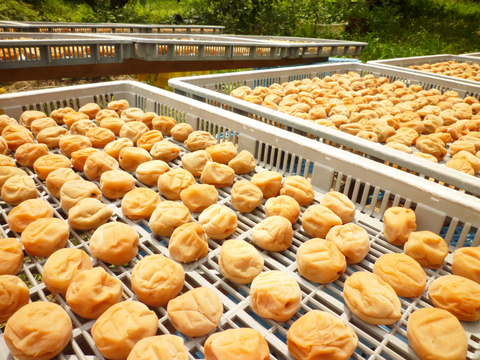 ＊予約販売【青梅】京都青谷産「城州白」(10kg, 2L3L)　香りの良さが光る青梅