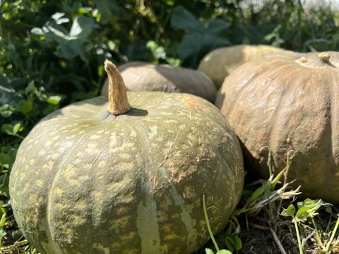 【自然栽培】飛騨の大地が育んだ、やさしい甘みの東京南瓜　6個