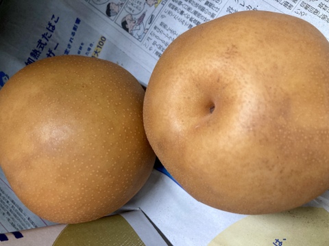 ⚠️訳アリ・加工用梨⚠️　千葉県産【新高】約4.5㎏　市川のなし