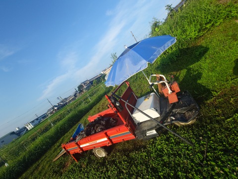 〘【自然栽培初物！秋の野菜セット鶴首かぼちゃ・さつまいも・ニンニク・唐辛子】〙3500円固定種 在来種 ！おまかせ野菜セット無肥料 農薬不使用 80サイズ【2.5キロ前後】　内容は時期により異なります