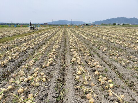 農家直送　淡路島産玉ねぎ　3㌔