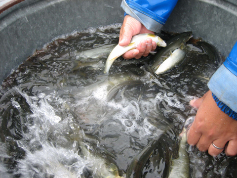 小松原様専用+喜連川湧水育ち鮎塩焼き 10尾入り×2セット【夏ギフト】【お中元】【お歳暮】「熨斗対応可」